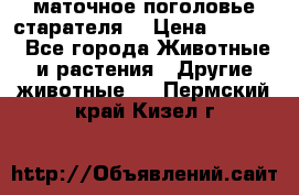 маточное поголовье старателя  › Цена ­ 2 300 - Все города Животные и растения » Другие животные   . Пермский край,Кизел г.